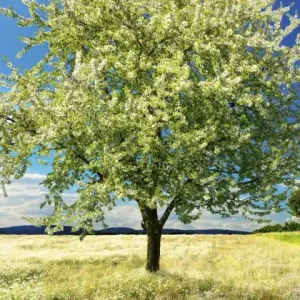 Fototapeta na flizelinie MS-2-0096 BLLOSSOM TREE Cena promocyjna