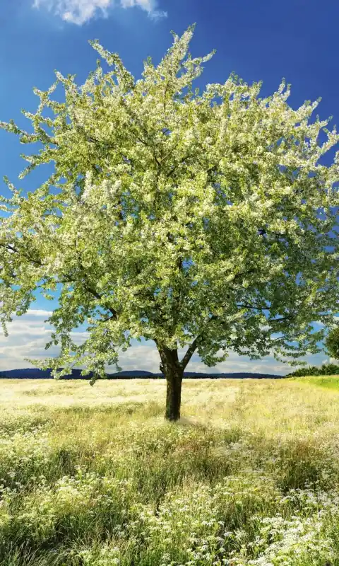 Fototapeta na flizelinie MS-2-0096 BLLOSSOM TREE Cena promocyjna