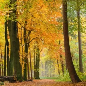 Hit sprzedaży Fototapeta na flizelinie MS-2-0099 AUTUMN FOREST