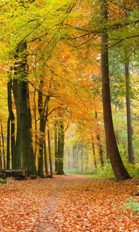 Hit sprzedaży Fototapeta na flizelinie MS-2-0099 AUTUMN FOREST