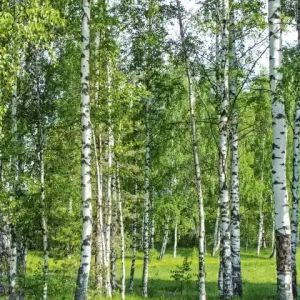 Zniżka Fototapeta na flizelinie MS-2-0100 BIRCH GROW