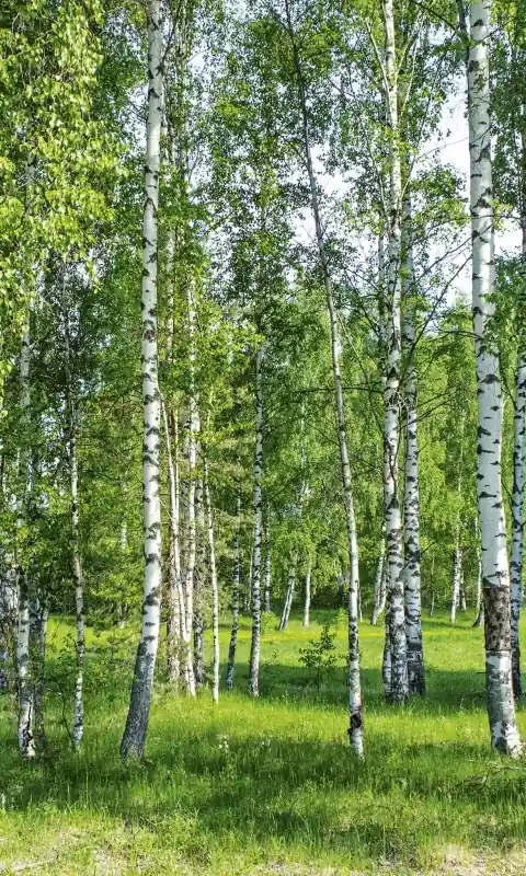 Zniżka Fototapeta na flizelinie MS-2-0100 BIRCH GROW