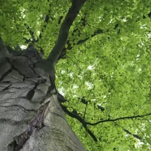 Fototapeta na flizelinie MS-2-0101 TREETOP Szybka dostawa