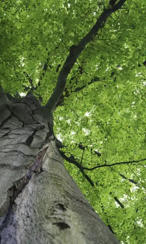 Fototapeta na flizelinie MS-2-0101 TREETOP Szybka dostawa