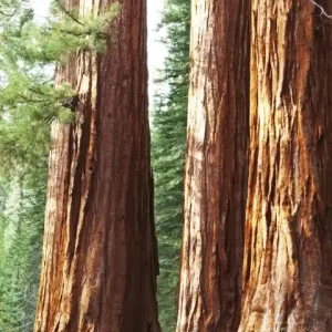 Fototapeta na flizelinie MS-2-0102 SEQUOIA Wyprzedaż