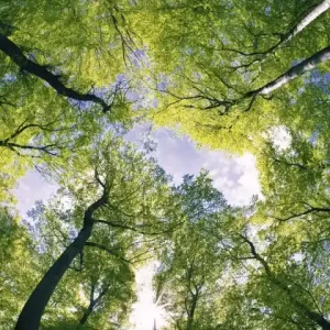 Fototapeta na flizelinie MS-2-0104 TREES Nowość