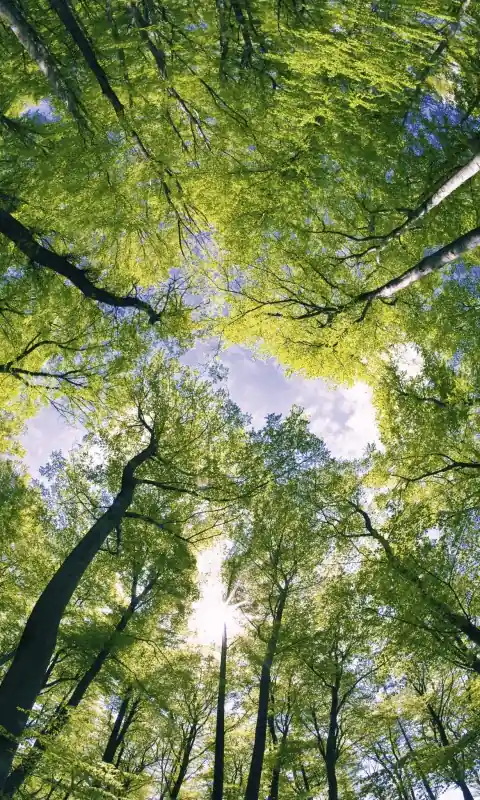 Fototapeta na flizelinie MS-2-0104 TREES Nowość