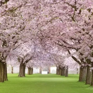 Wyprzedaż Fototapeta na flizelinie MS-2-0105 CHERRY TREES