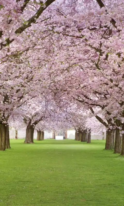 Wyprzedaż Fototapeta na flizelinie MS-2-0105 CHERRY TREES