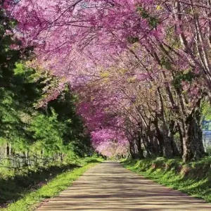 Fototapeta na flizelinie MS-2-0106 BLOSSOM ALLEY Ostatnia szansa