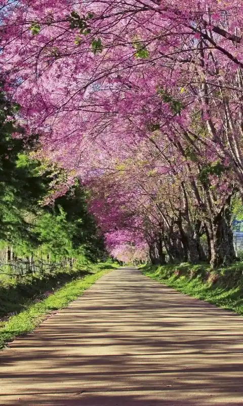 Fototapeta na flizelinie MS-2-0106 BLOSSOM ALLEY Ostatnia szansa