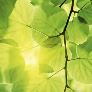 Oferta Fototapeta na flizelinie MS-2-0107 GREEN LEAVES