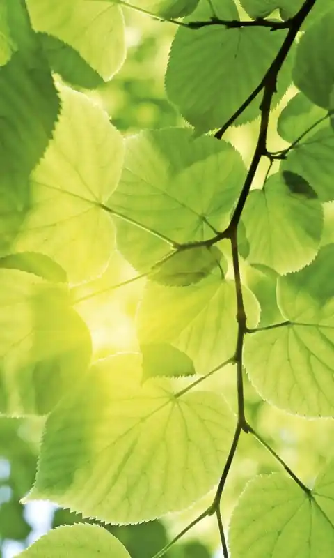 Oferta Fototapeta na flizelinie MS-2-0107 GREEN LEAVES