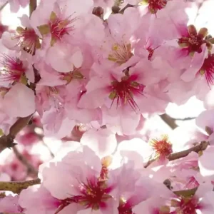 Kup teraz Fototapeta na flizelinie MS-2-0108 APPLE BLOSSOM