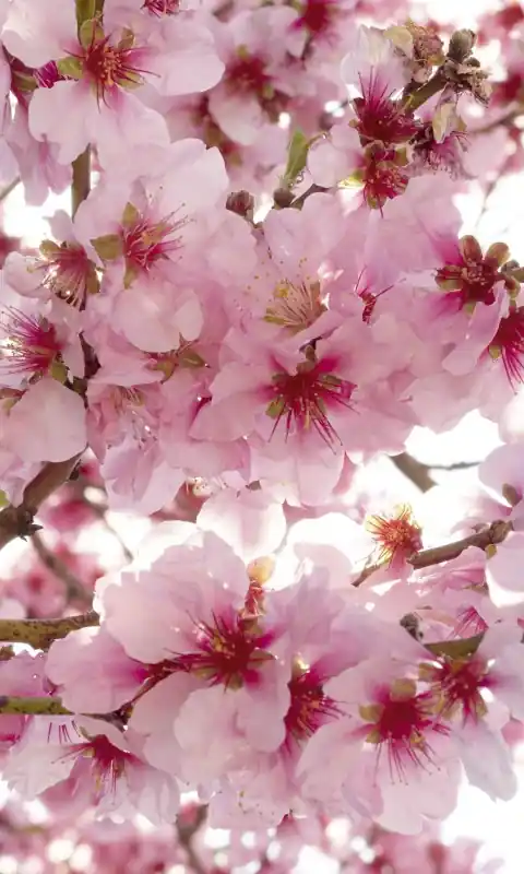 Kup teraz Fototapeta na flizelinie MS-2-0108 APPLE BLOSSOM