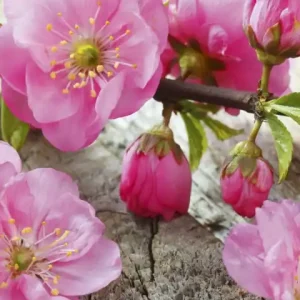 Fototapeta na flizelinie MS-2-0109 SAKURA Ograniczona ilość