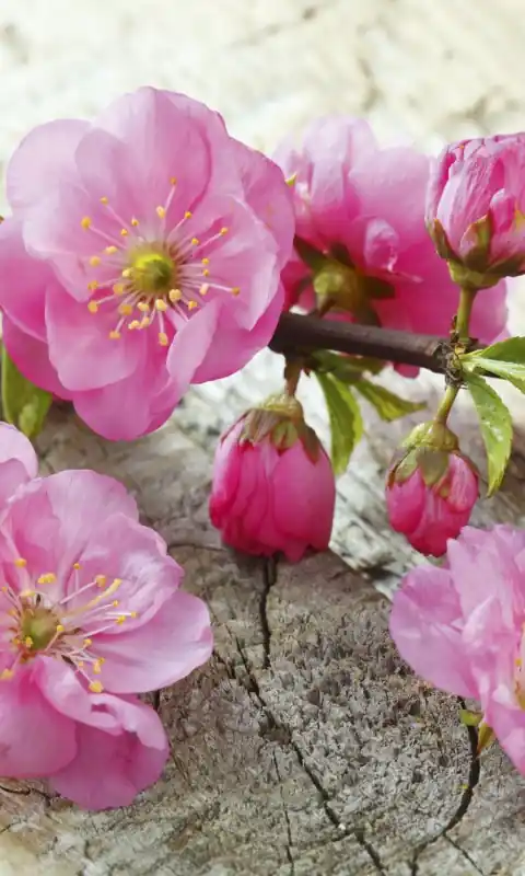 Fototapeta na flizelinie MS-2-0109 SAKURA Ograniczona ilość