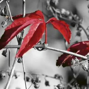 Fototapeta na flizelinie MS-2-0110 RED LEAVES ON BLACK Dostępne od ręki