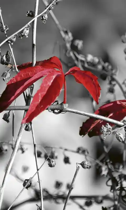 Fototapeta na flizelinie MS-2-0110 RED LEAVES ON BLACK Dostępne od ręki