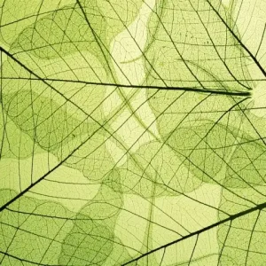 Tani Fototapeta na flizelinie MS-2-0111 LEAF VEINS