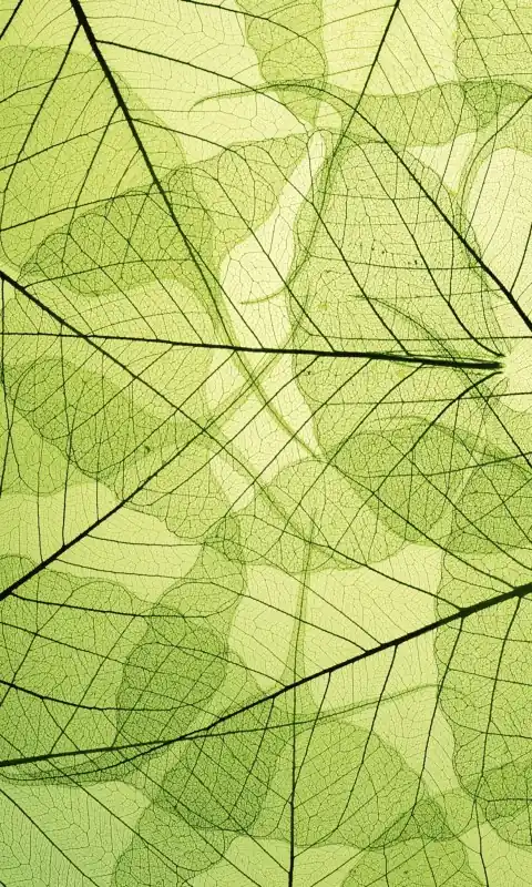 Tani Fototapeta na flizelinie MS-2-0111 LEAF VEINS
