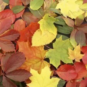 Fototapeta na flizelinie MS-2-0115 COLOURFUL LEAVES Oferta czasowa