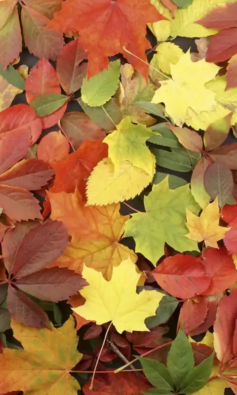 Fototapeta na flizelinie MS-2-0115 COLOURFUL LEAVES Oferta czasowa