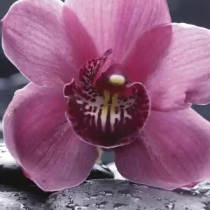 Fototapeta na flizelinie MS-2-0120 ORCHID Dodaj do koszyka