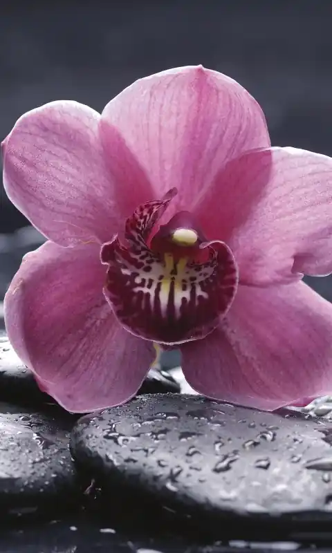 Fototapeta na flizelinie MS-2-0120 ORCHID Dodaj do koszyka
