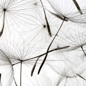 Fototapeta na flizelinie MS-2-0122 DANDELION SEEDS Sprawdź teraz