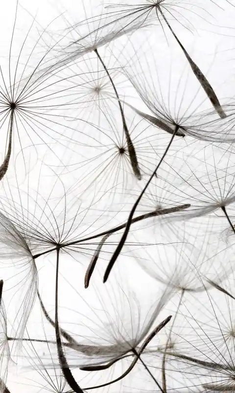 Fototapeta na flizelinie MS-2-0122 DANDELION SEEDS Sprawdź teraz