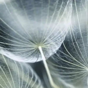 Fototapeta na flizelinie MS-2-0123 DANDELION MACRO Sprawdź teraz