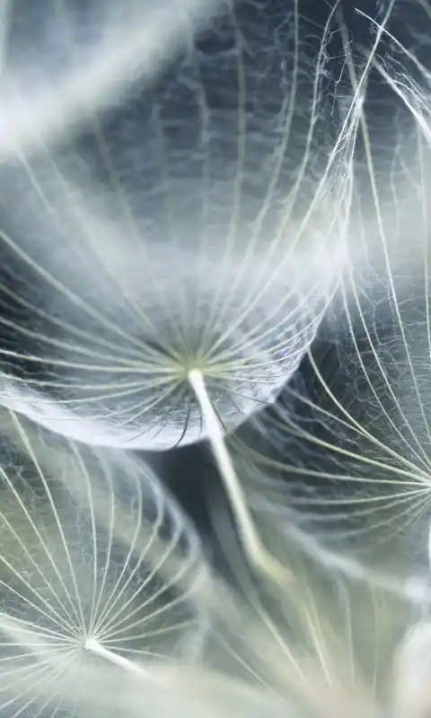 Fototapeta na flizelinie MS-2-0123 DANDELION MACRO Sprawdź teraz