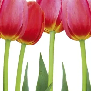 Fototapeta na flizelinie MS-2-0126 BED OF TULIPS Nowy