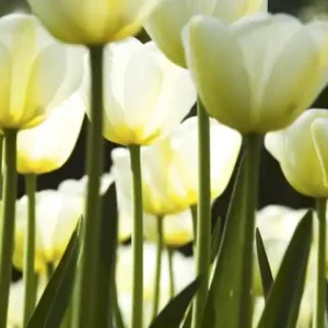 Fototapeta na flizelinie MS-2-0127 WHITE TULIPS Hit cenowy