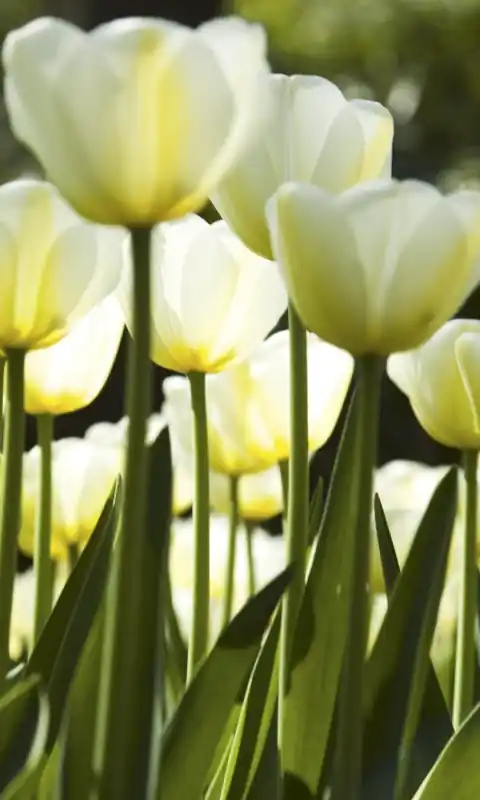 Fototapeta na flizelinie MS-2-0127 WHITE TULIPS Hit cenowy