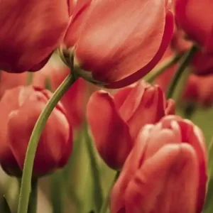 Wyprzedaż Fototapeta na flizelinie MS-2-0128 RED TULIPS