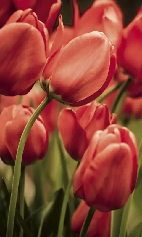 Wyprzedaż Fototapeta na flizelinie MS-2-0128 RED TULIPS