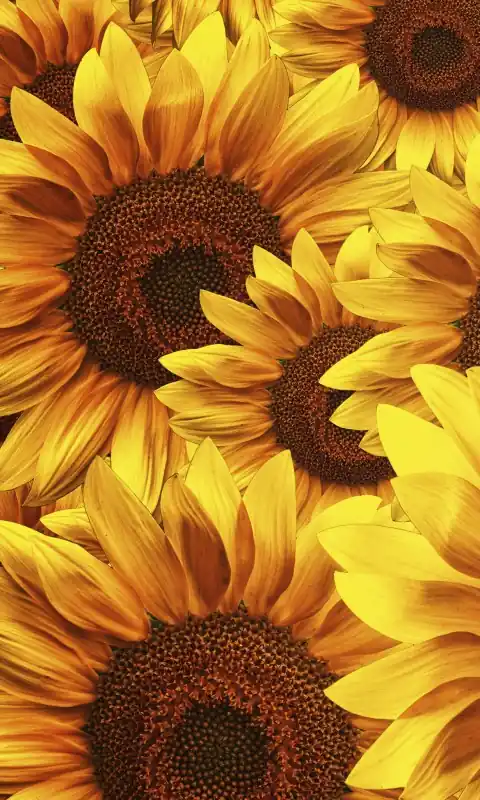 Cena promocyjna Fototapeta na flizelinie MS-2-0129 HELIANTHUS