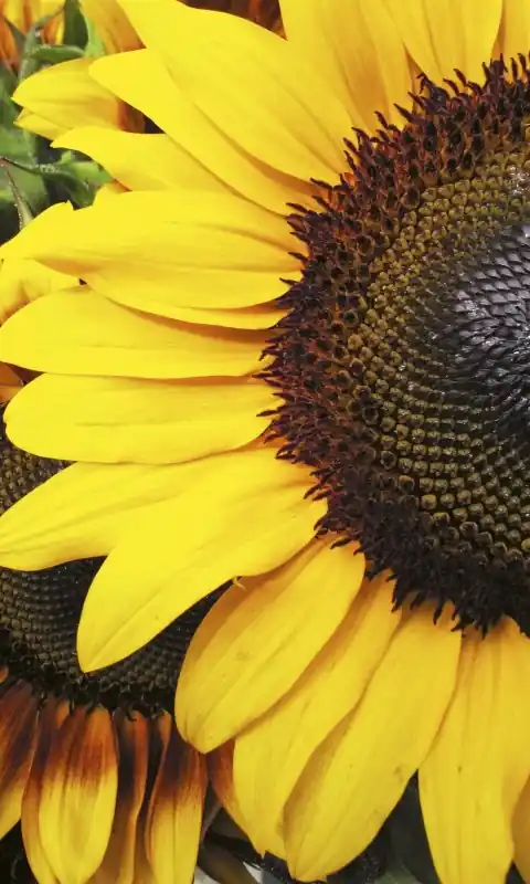 Ostatnie sztuki Fototapeta na flizelinie MS-2-0130 SUNFLOWERS