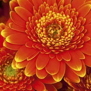 Oferta Fototapeta na flizelinie MS-2-0131 GERBERA