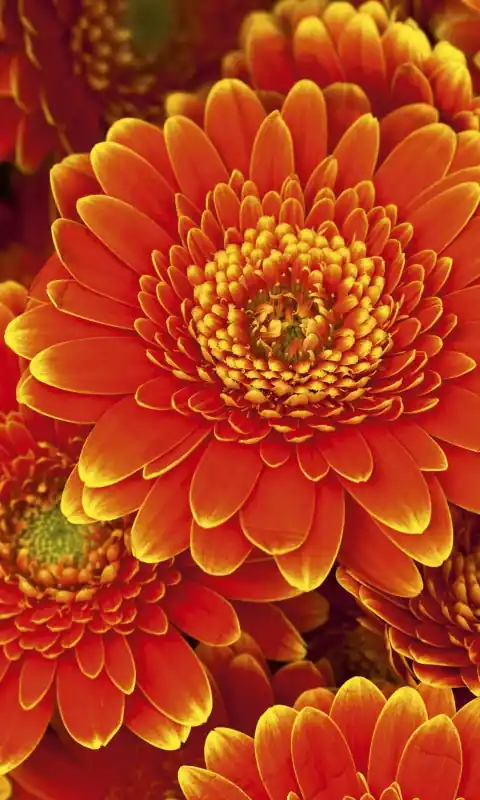 Oferta Fototapeta na flizelinie MS-2-0131 GERBERA
