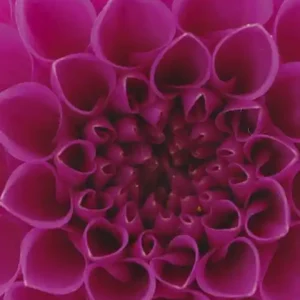 Nie przegap Fototapeta na flizelinie MS-2-0132 PINK DAHLIA