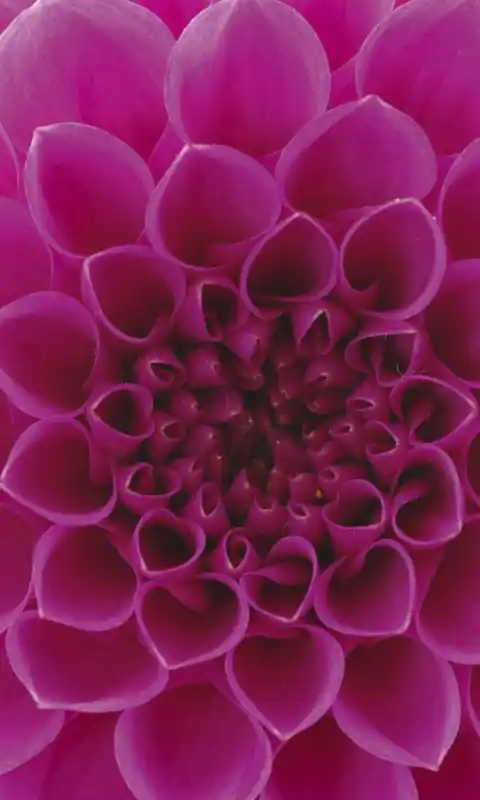Nie przegap Fototapeta na flizelinie MS-2-0132 PINK DAHLIA