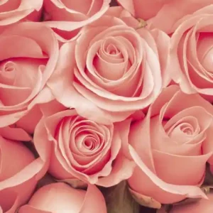 Fototapeta na flizelinie MS-2-0133 ROSES Bezpieczna płatność