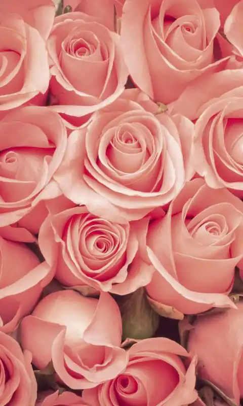 Fototapeta na flizelinie MS-2-0133 ROSES Bezpieczna płatność