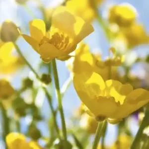 Cena promocyjna Fototapeta na flizelinie MS-2-0134 YELLOW FLOWERS