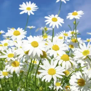 Fototapeta na flizelinie MS-2-0135 DAISIES Cena promocyjna