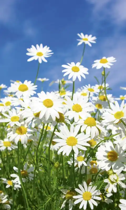 Fototapeta na flizelinie MS-2-0135 DAISIES Cena promocyjna