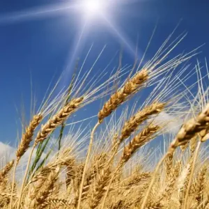 Fototapeta na flizelinie MS-2-0136 WHEAT FIELD Zamów teraz